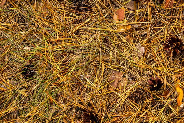 Conos Pino Agujas Tiradas Suelo Fondo Natural Otoño — Foto de Stock