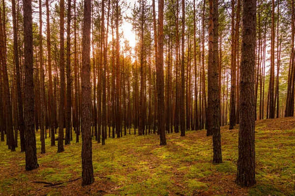 Floresta Pinheiros Outono Com Pinheiros Fileiras — Fotografia de Stock