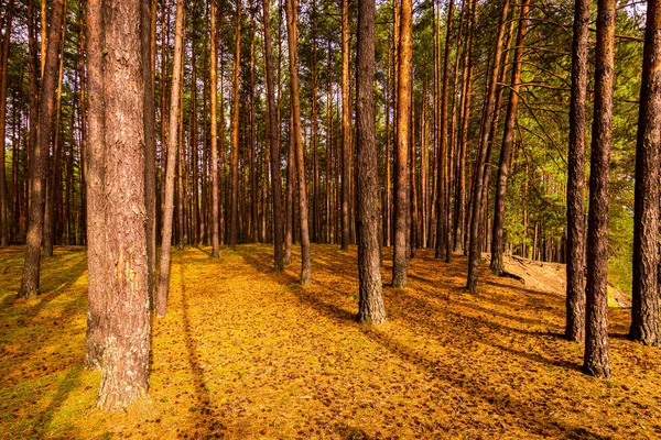 Autumn Pine Forest Pine Trees Standing Rows — Stock Photo, Image