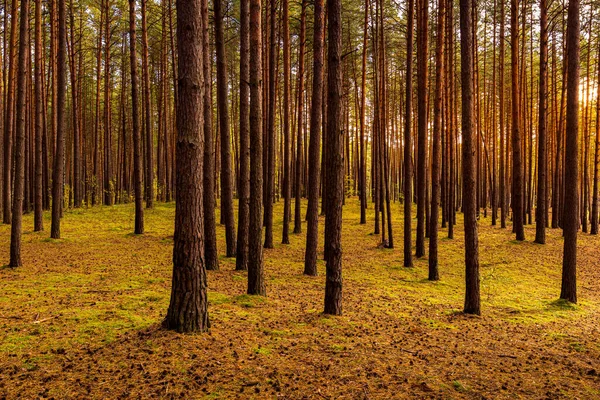 Floresta Pinheiros Outono Com Pinheiros Fileiras — Fotografia de Stock