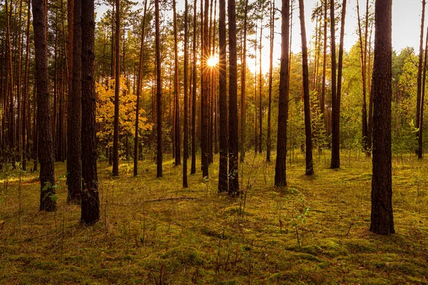 Sunset Sunrise Autumn Pine Forest Sunbeams Shining Tree Trunks — Stock Photo, Image