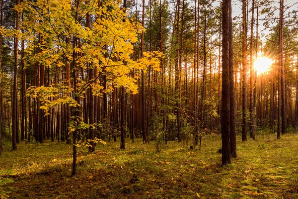 Klon Złotymi Liśćmi Jesiennym Lesie Sosnowym Zachodzie Lub Wschodzie Słońca — Zdjęcie stockowe