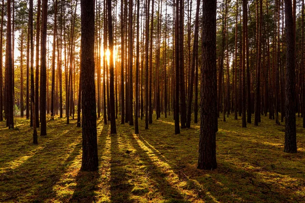 Pôr Sol Nascer Sol Floresta Pinheiros Outono Raios Sol Brilhando — Fotografia de Stock