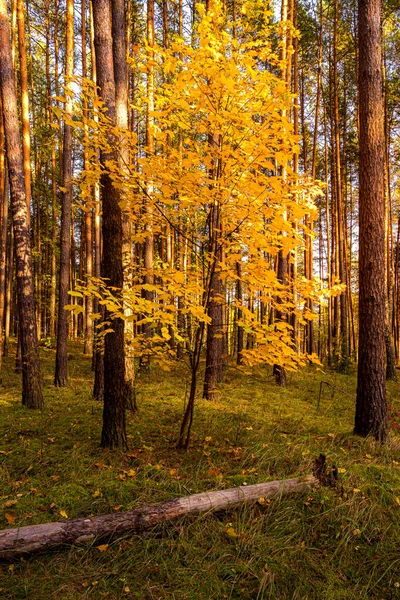 Érable Aux Feuilles Dorées Dans Pinède Automne — Photo