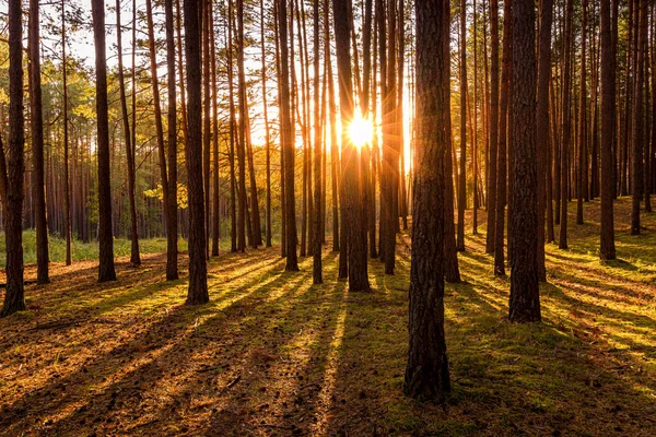 Sonnenuntergang Oder Sonnenaufgang Herbstlichen Kiefernwald Sonnenstrahlen Leuchten Zwischen Baumstämmen — Stockfoto