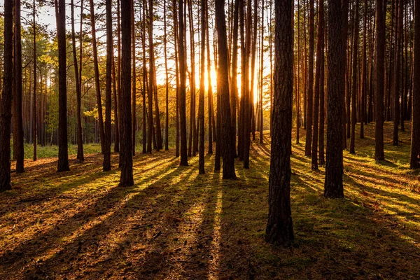 Sonnenuntergang Oder Sonnenaufgang Herbstlichen Kiefernwald Sonnenstrahlen Leuchten Zwischen Baumstämmen — Stockfoto