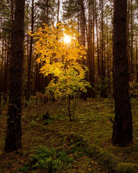 Sonbahar Çam Ormanlarında Gün Batımında Gündoğumunda Altın Yapraklı Akçaağaç Ağaç — Stok fotoğraf