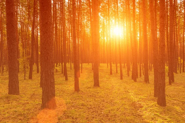 Sonnenuntergang Oder Sonnenaufgang Herbstlichen Kiefernwald Sonnenstrahlen Leuchten Zwischen Baumstämmen — Stockfoto