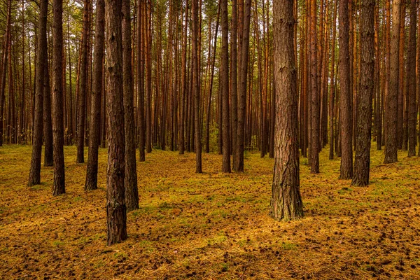 Hutan Pinus Musim Gugur Dengan Pohon Pinus Berdiri Baris — Stok Foto