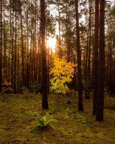 Клен Золотыми Листьями Осеннем Сосновом Лесу Закате Восходе Солнца Солнечные — стоковое фото