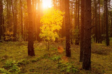 Sonbahar çam ormanlarında gün batımında ya da gündoğumunda altın yapraklı akçaağaç. Ağaç gövdeleri arasında parlayan güneş ışınları.