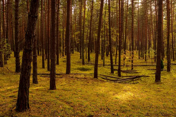 Осінній Сосновий Ліс Сосновими Деревами Стоять Рядами — стокове фото
