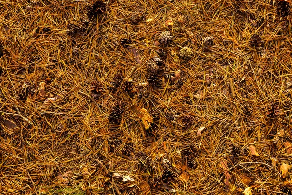 Yerde Yatan Çam Kozalakları Iğneler Doğal Sonbahar Arkaplanı — Stok fotoğraf