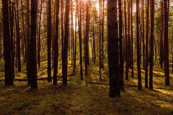 Pôr Sol Nascer Sol Floresta Pinheiros Outono Raios Sol Brilhando — Fotografia de Stock