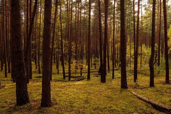 Осінній Сосновий Ліс Сосновими Деревами Стоять Рядами — стокове фото