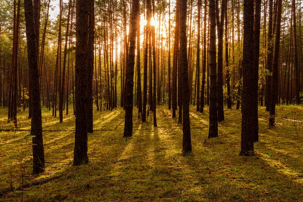 Sonnenuntergang Oder Sonnenaufgang Herbstlichen Kiefernwald Sonnenstrahlen Leuchten Zwischen Baumstämmen — Stockfoto