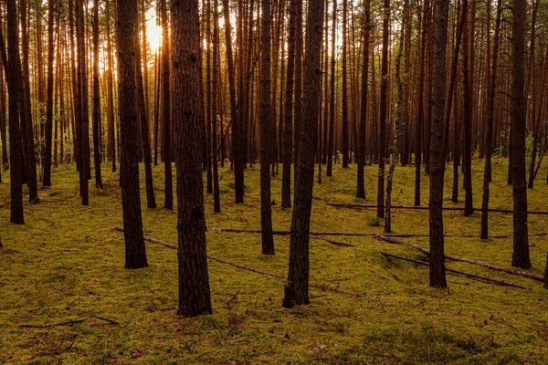 Ηλιοβασίλεμα Ανατολή Στο Πευκοδάσος Του Φθινοπώρου Ηλιαχτίδες Λάμπουν Ανάμεσα Κορμούς — Φωτογραφία Αρχείου