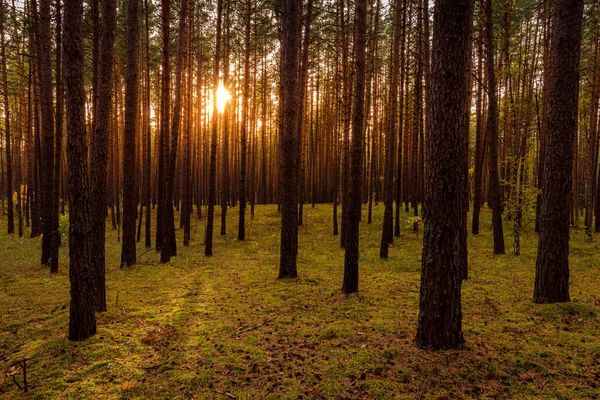 Sonnenuntergang Oder Sonnenaufgang Herbstlichen Kiefernwald Sonnenstrahlen Leuchten Zwischen Baumstämmen — Stockfoto