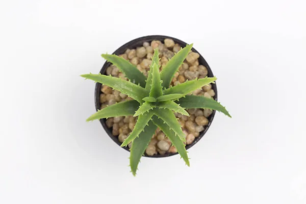 Draufsicht Auf Schöne Grüne Pflanze Blumentopf Auf Weißem Hintergrund — Stockfoto