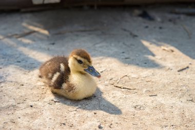 Çimento yüzeyi güneş ışığı altında oturan ördek 