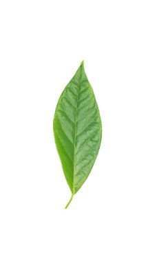 Yeşil avokado yaprağı beyaz üzerinde izole