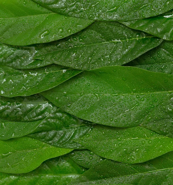 Foglie umide verde avocado — Foto Stock