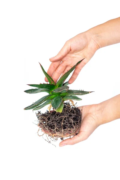 Manos sosteniendo planta de agave joven, aisladas sobre blanco Imagen de archivo