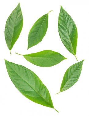 Beyaz üzerinde izole altı avokado yeşil yaprakları