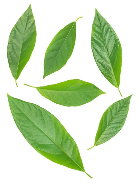 Seis hojas verdes de aguacate aisladas sobre blanco Imagen de stock