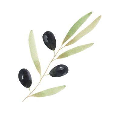 Beyaz arka planda izole edilmiş suluboya zeytin filizi. Bitkinin bir parçası, yiyecek. Menü tasarımı için poster.