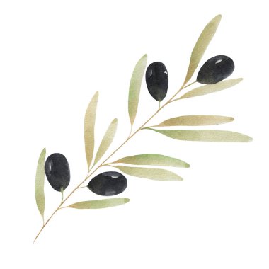 Beyaz arka planda izole edilmiş suluboya zeytin filizi. Bitkinin bir parçası, yiyecek. Menü tasarımı için poster.