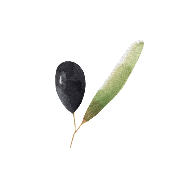 Beyaz arka planda izole edilmiş suluboya zeytin filizi. Bitkinin bir parçası, yiyecek. Menü tasarımı için poster.