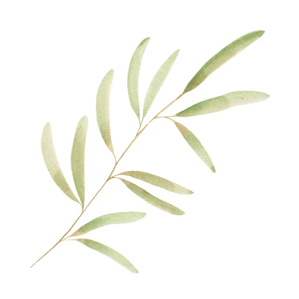 Aquarell Olivenzweig Isoliert Auf Weißem Hintergrund Ein Teil Der Pflanze — Stockfoto