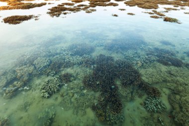 Phuket Adası'nda deniz gelgit su sırasında güzel mercan