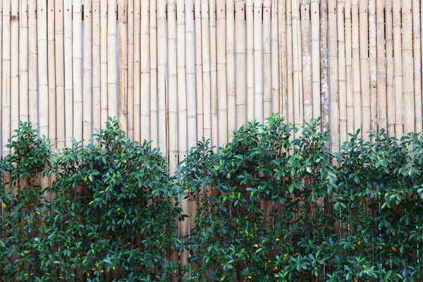 Cerca Madeira Bambu Textura Fundo Padrão Com Moldura Folhas Verdes — Fotografia de Stock