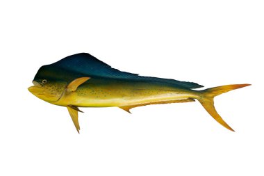 Common dolphinfish isolated on a white background clipart