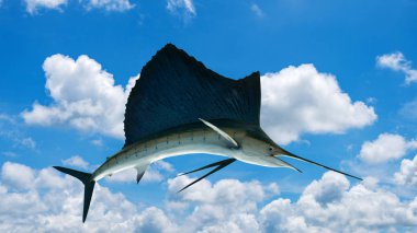 Gökyüzü arka plan üzerinde izole marlin - kılıç balığı, yelken balıkları tuzlu su balık (Istiophorus)