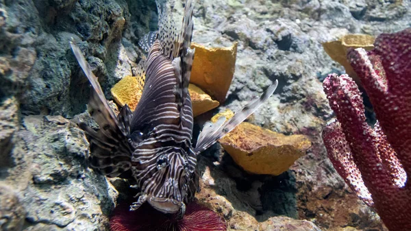 Peces León Rojo Vida Silvestre Animal Sobre Arrecife Coral Pterois — Foto de Stock