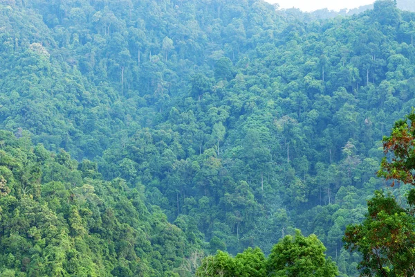 Tropikal yağmur ormanları Asya Tayland bol doğa dağlarda toplayan