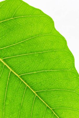 Taze yaprak yeşil, doğal yeşil arka plan üzerinde su damlası