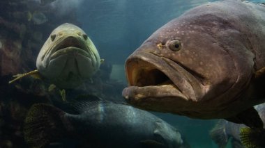 Andaman Denizi dev orfoz balığı