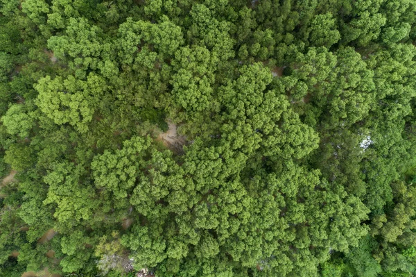 Forest growth trees,nature green mangrove forest backgrounds aerial view drone shot