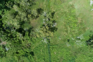 Orman büyüme ağaçlar, doğa yeşil orman arka hava görünümünü robot vurdu