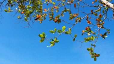 Ağaçların dalları doğa arka plan ve doğa tasarımı için açık mavi gökyüzü arka plan resmi karşı güzel yeşil yaprakları çerçeve.