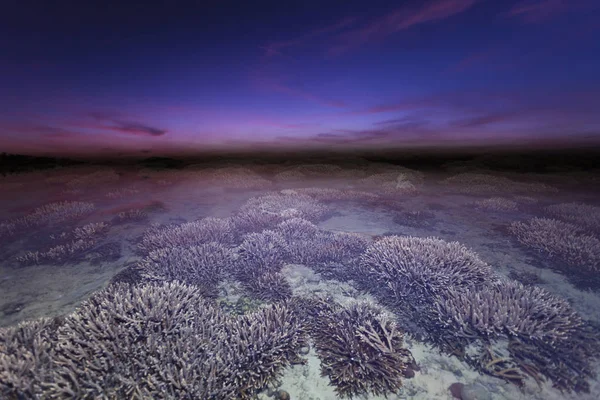 Güzel Mercan Güzel Deniz Gelgit Sırasında Deniz Görkemli Güneş Gökyüzünde — Stok fotoğraf