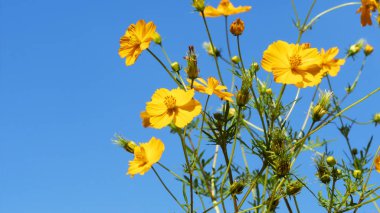 Açık mavi gökyüzü arka plan üzerinde güzel sarı çiçek demet
