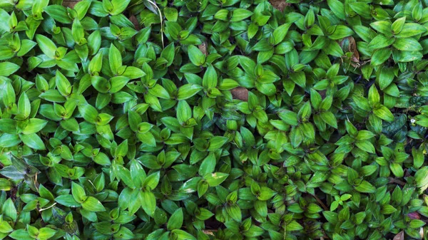 Fresh Green Leaves Texture Nature Background Design Foliage Nature Background — Stock Photo, Image