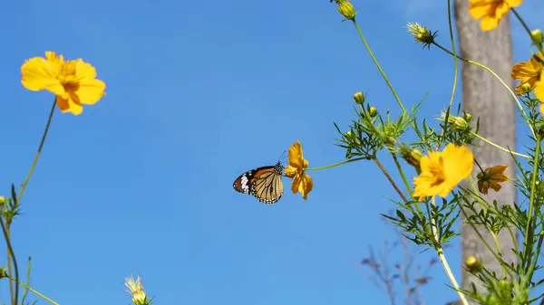 Mazzo Bellissimi Fiori Gialli Con Farfalla Sfondo Cielo Blu Chiaro — Foto Stock