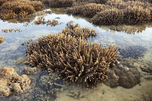 Красивый Коралловый Риф Время Отливной Воды Море Острове Пхукет — стоковое фото