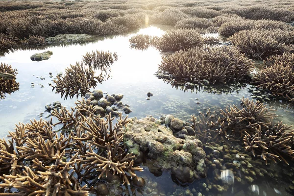 Красивый Коралловый Риф Время Отливной Воды Море Острове Пхукет — стоковое фото